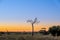 Bare tree silhouette at sunset in Australian desert.