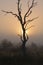 Bare tree silhouetted against morning sun Kruger Park South Africa