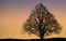 Bare Tree Silhouetted on Linen