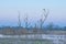 Bare tree silhouettes in a marsh under  a colorful sky after sunset in the flemish countryside