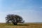 A bare tree in spring