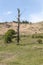 Bare tree standing in the middel of a forest without leaves