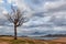 Bare tree standing on the shore of Hume Lake