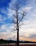 A bare tree stands against sunset sky