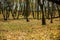 Bare tree trunks with fallen leaves on ground. Carpet of yellow and orange autumn leaves in forest or park