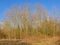 Bare tree wilderness on a sunny winter day with clear blue sky