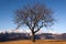 Bare Tree in Winter - Italian Alps