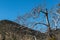 Bare Tree in Winter with Mountain Peak at Mission Trails Park