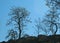 BARE TREES AGAINST EARLY MORNING SKY