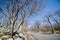 Bare trees along Skyline Drive in Shenandoah National Park in Virginia during early spring on a sunny day