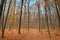 Bare trees in clear blue November sky, bright yellow and orange fallen leaves cover road on the ground, beautiful fall mist