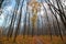 Bare trees in cold blue November sky with light white clouds, bright yellow fallen leaves on the ground, beautiful fall mist