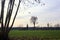 Bare trees in a cultivated field in winter on a sunny day in the italian countryside