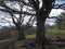 Bare trees with dark branches on a mountainside in spring