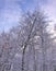 Bare trees forest covered with snow and cloudy sky, winter scene