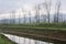 Bare trees landscape with water canal reflection seasonal change