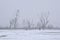 Bare trees n the frozen winter marsh in the Flemish countryside