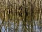 Bare trees are reflected in a wetland in Western Pennsylvanai.