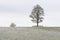 Bare trees in rural countryside panoramic winter landscape