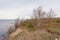 Bare trees and shrubs on the cliffs on the coast of Pakri Peninsula, Paldiski