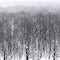 Bare trees in snowfall in forest in winter