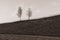 Bare trees standing on a barren hill in grayscale