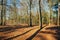 Bare trees in a sunny forest