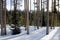 Bare trunks of lodge pole pine trees in the snowy forest.