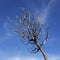 Bare twig against blue sky