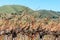 Bare vines in a winter vineyard with green distant hills in background