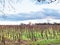 bare vineyard in Alsace in winter evening