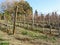 Bare vineyard field in winter . Tuscany, Italy