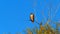 The Bare Wilderness- red tailed hawk-