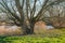 Bare willow tree at the bank of a creek