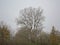 Bare willow tree ion a cloudy day  in the Flemish countryside