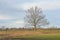 Bare willow tree in a marsh in the Flemish countryside