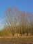 Bare willows and other trees and reed in the flemish countryside