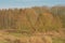 Bare willows and other trees and reed in the flemish countryside