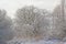 Bare winter acorn and willow covered in snow