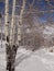 Bare winter aspens against a blue sky