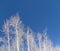 Bare winter aspens against deep blue sky