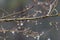 Bare winter branches of a Japanese maple tree with hanging water drops, selective focus