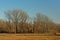 Bare winter elm trees in a sunny marsh landscape with meadows with dried golden gras and reed