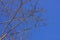 bare winter tree branches against a cloudless blue sky