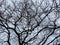 Bare Winter Tree and Gray Overcast Sky