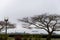 Bare Winter Trees in the Foreground on a Foggy Morning on Port Gardner