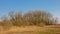 Bare winter trees and shrubs and yellow reed in a marsh with a clear blue sky