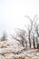 Bare winter trees in snowy desert plants and valley fog