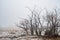 Bare winter trees in snowy desert plants and valley fog