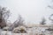 Bare winter trees in snowy desert plants and valley fog